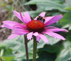 Echinacea flowers in the garden and it's health benefits.